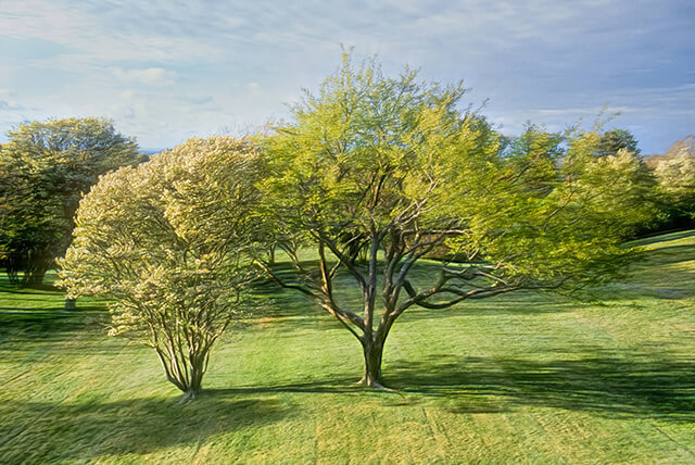 shadtrees