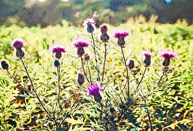 Thistle