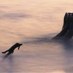 photo image: branch in water